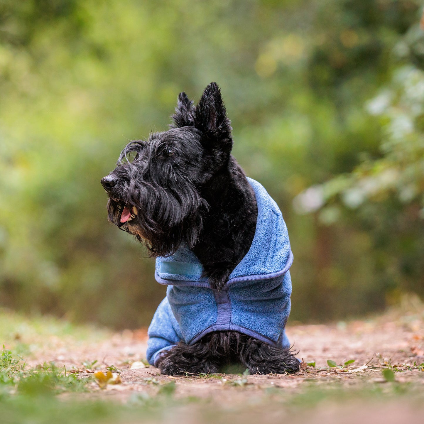 The Dog Drying Coat