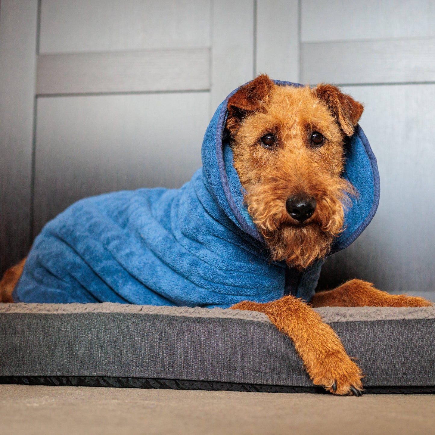 The Dog Drying Coat